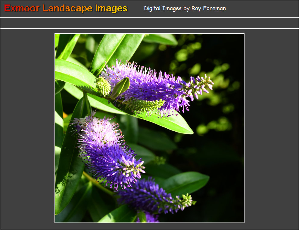 plants1092002.jpg