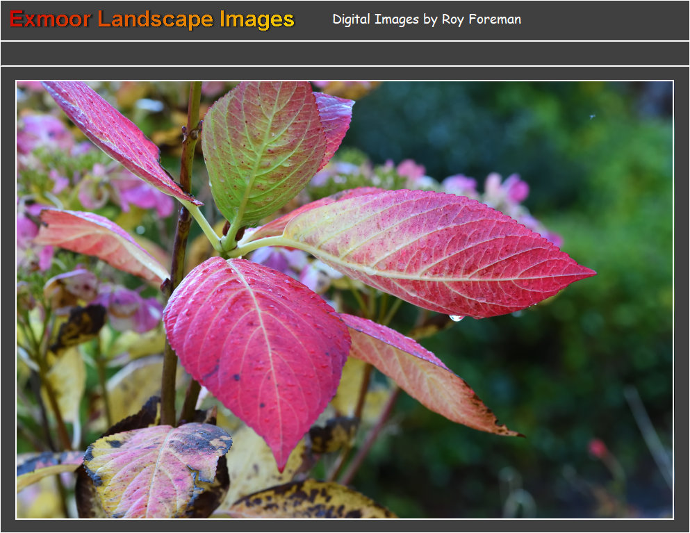 plants2061002.jpg