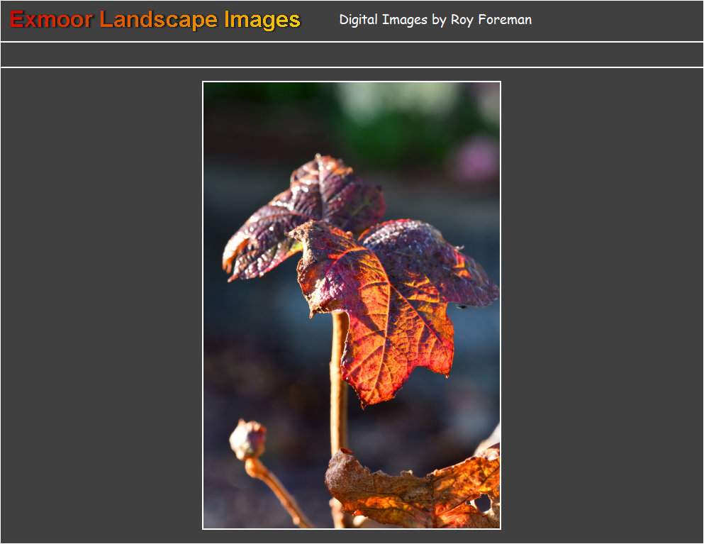 plants2069002.jpg